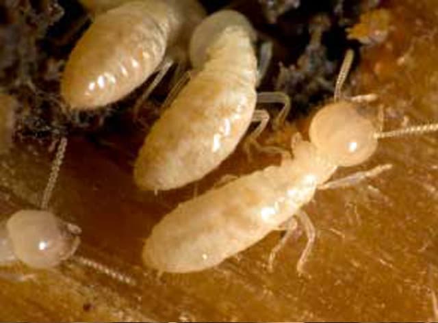 Best Termites Control termite inspection equipment